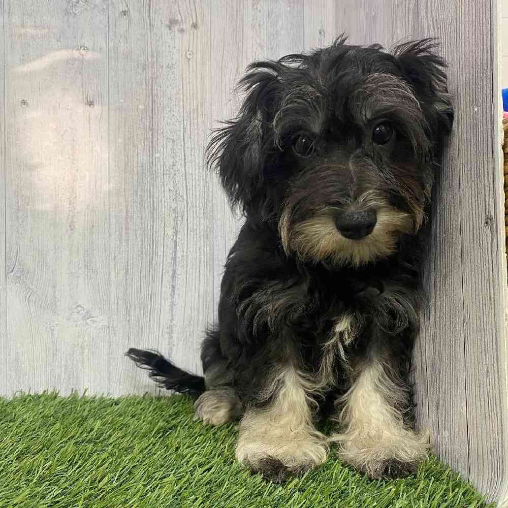 Female Chonzer (Bichon/Min Schnauzer) Puppy for Sale in Saugus, MA