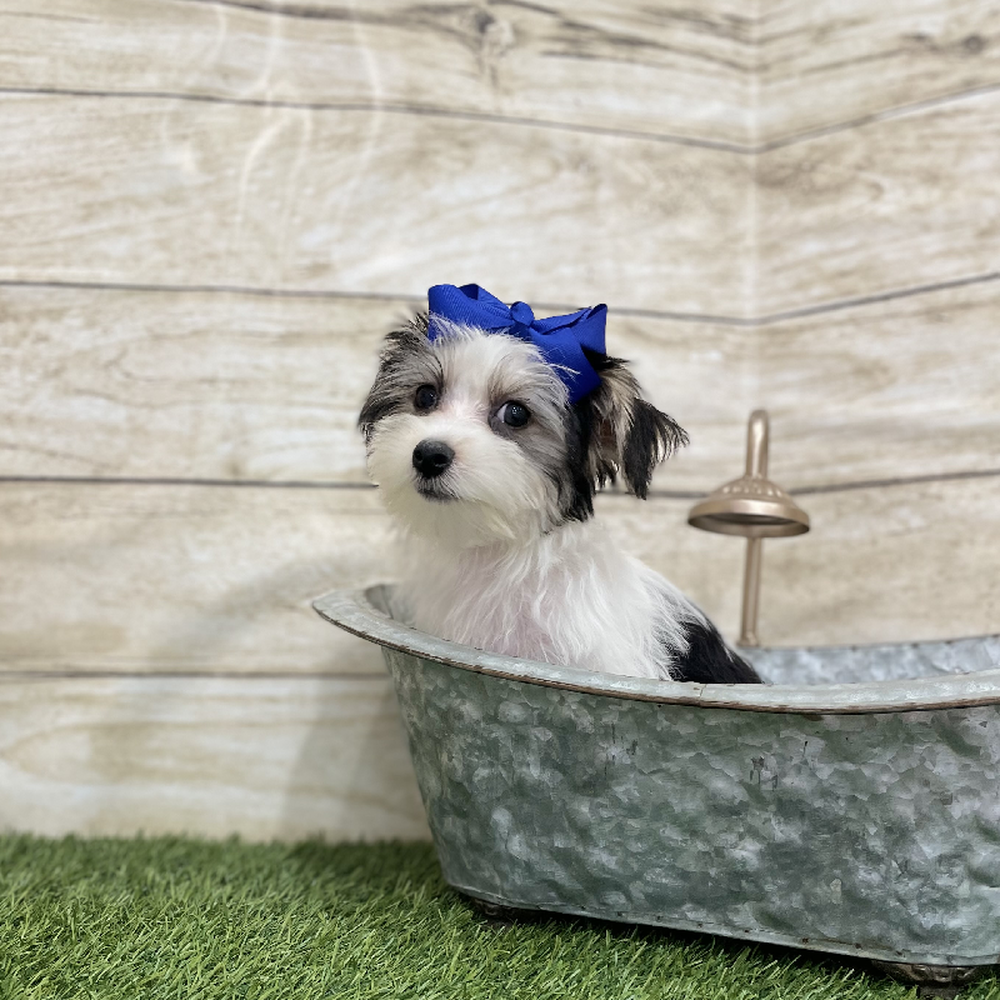 Female Morkie Puppy for Sale in Braintree, MA