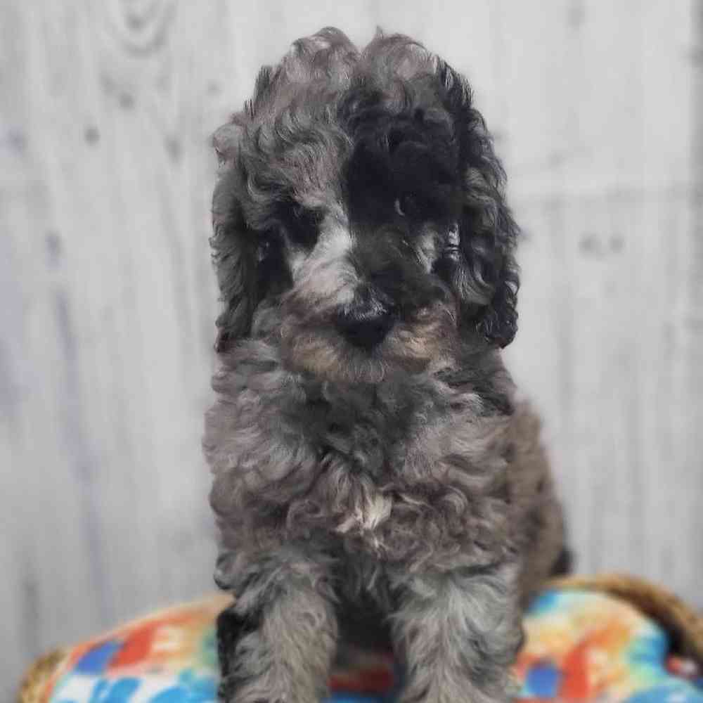 Male Poodle Moyen (Medium) Puppy for Sale in Saugus, MA