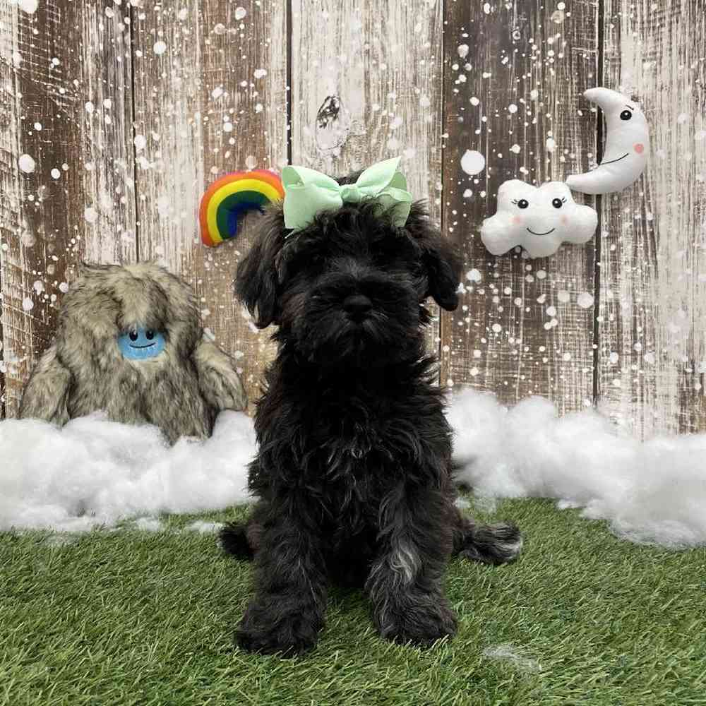 Schnoodle For Sale Pet Express Braintree