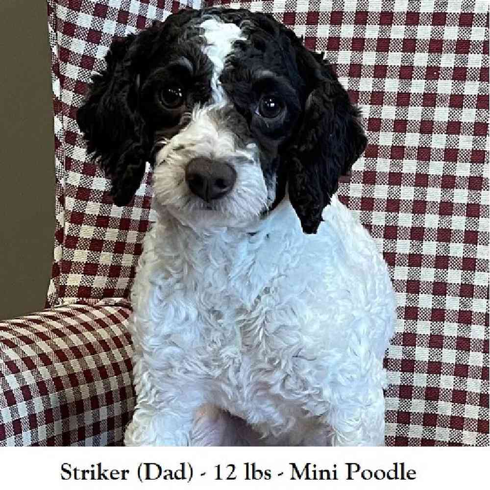 Female Mini Bernedoodle 2nd Gen Puppy for Sale in Saugus, MA