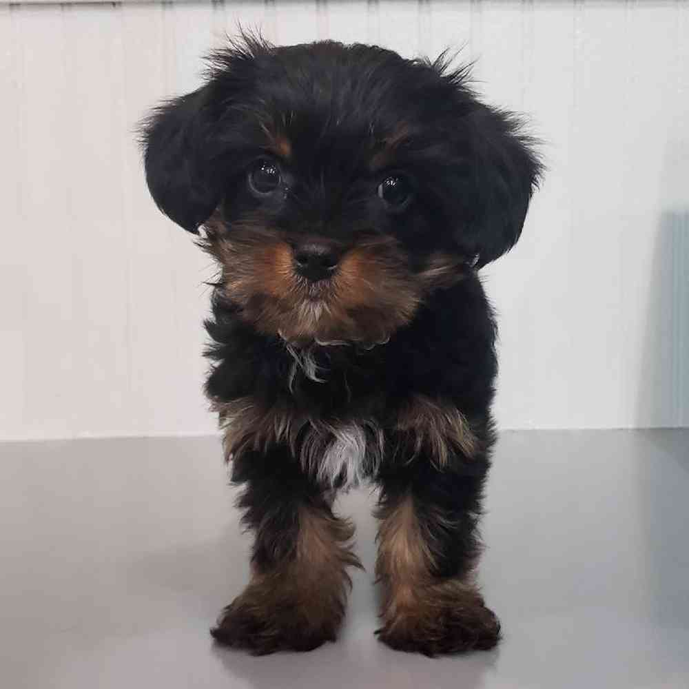 Male King Charles Yorkie Puppy for sale