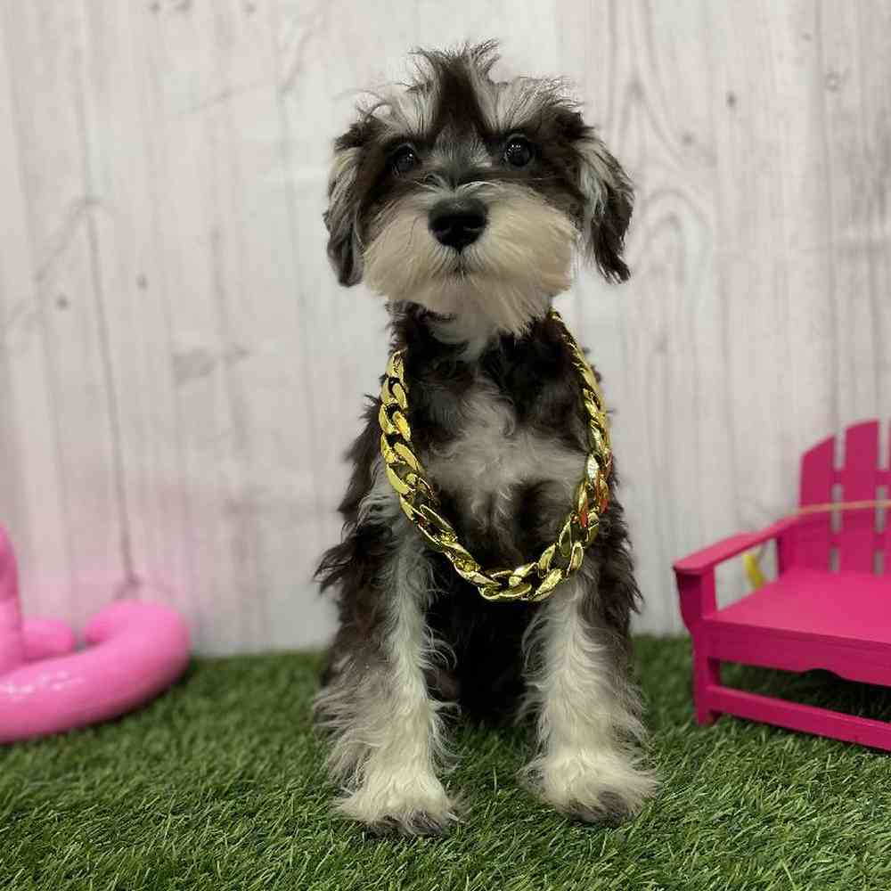 Male Miniature Schnauzer Puppy for Sale in Braintree, MA