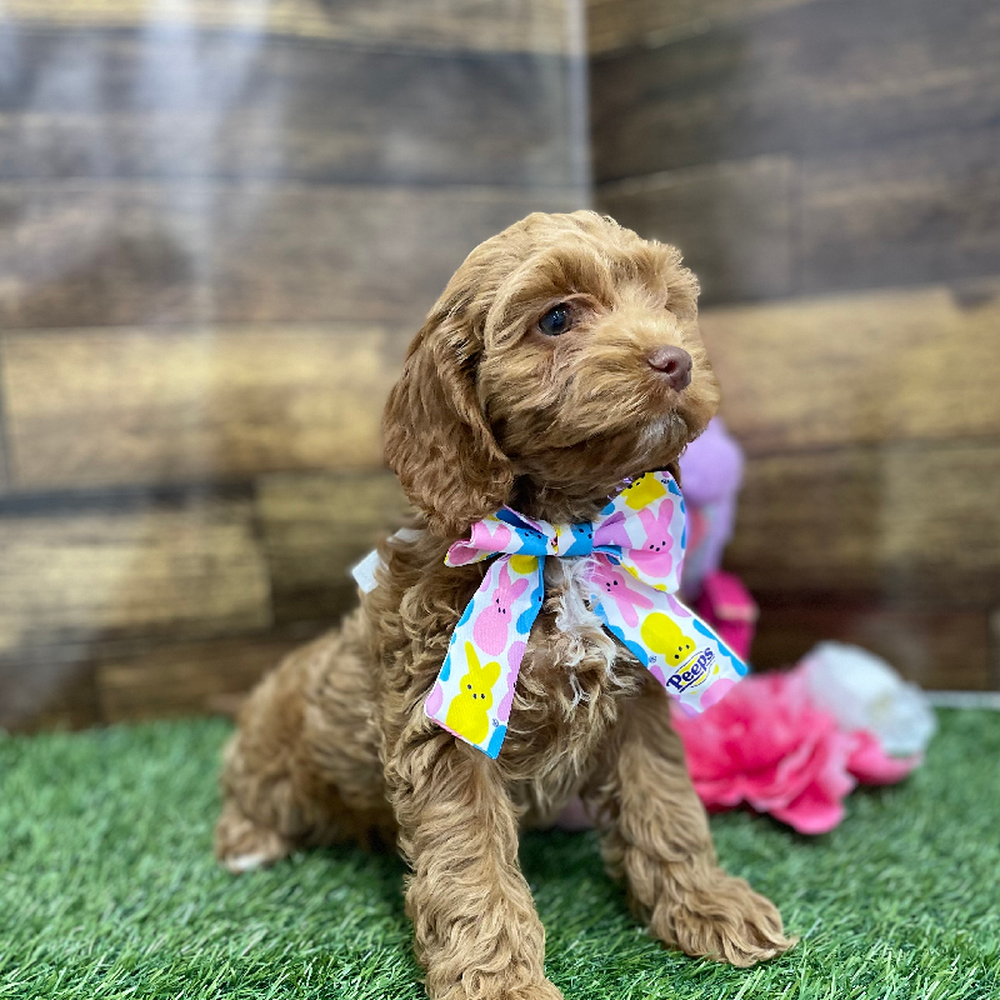 Female Cockapoo Puppy for Sale in Braintree, MA