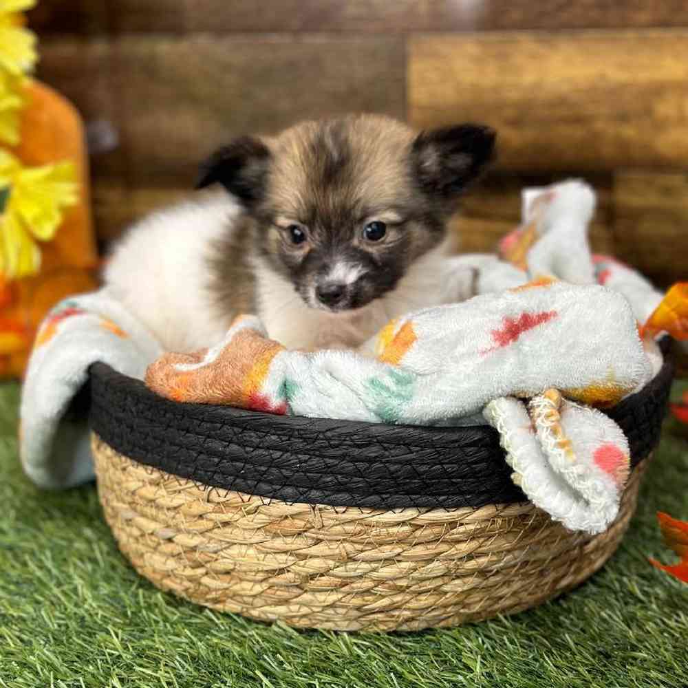 Male Papillon Puppy for Sale in Braintree, MA