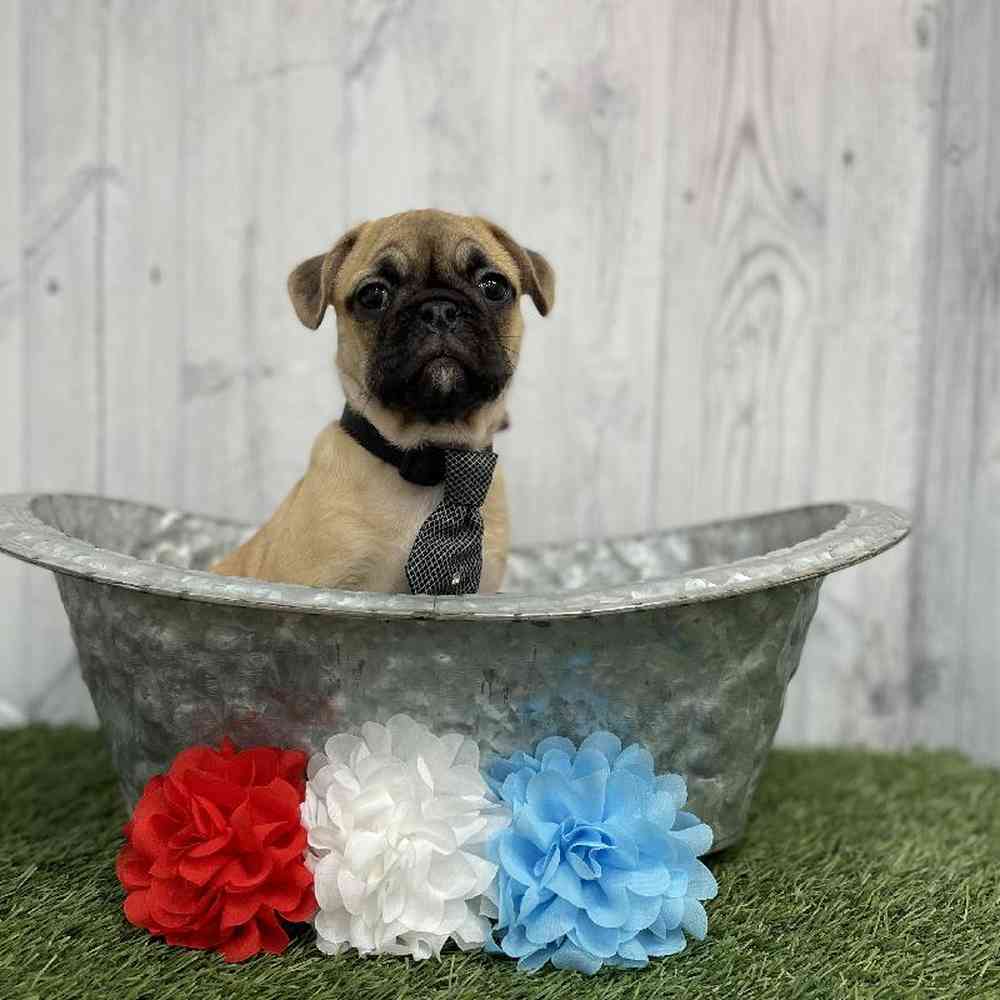 Male Frug Puppy for sale