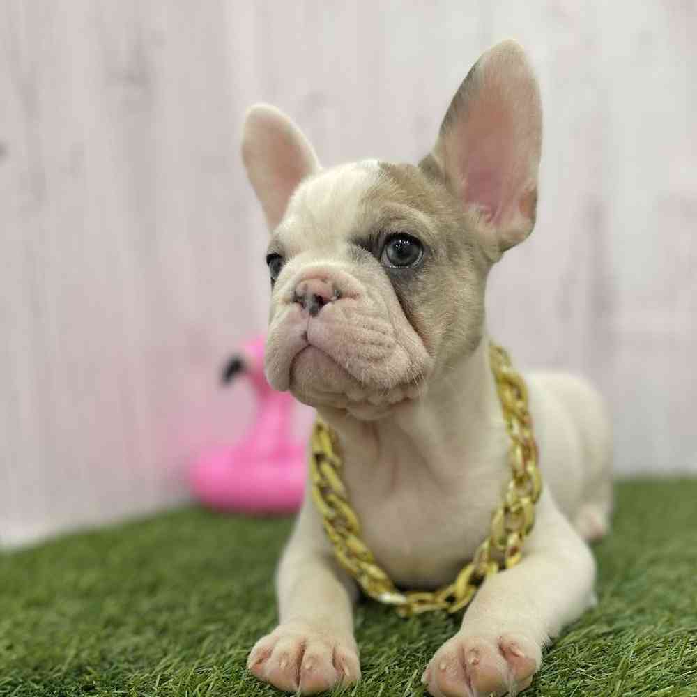 Male French Bulldog Puppy for Sale in Braintree, MA