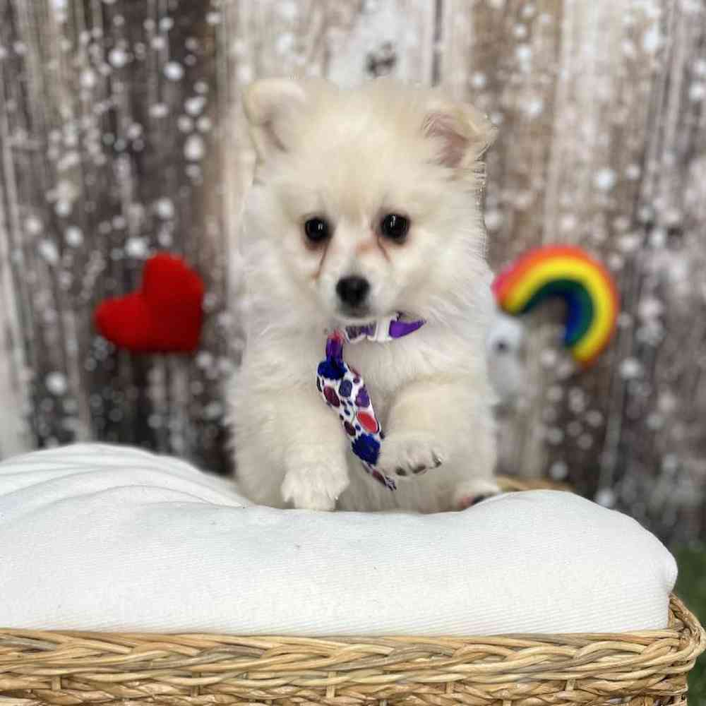 Male Pomimo Puppy for Sale in Saugus, MA