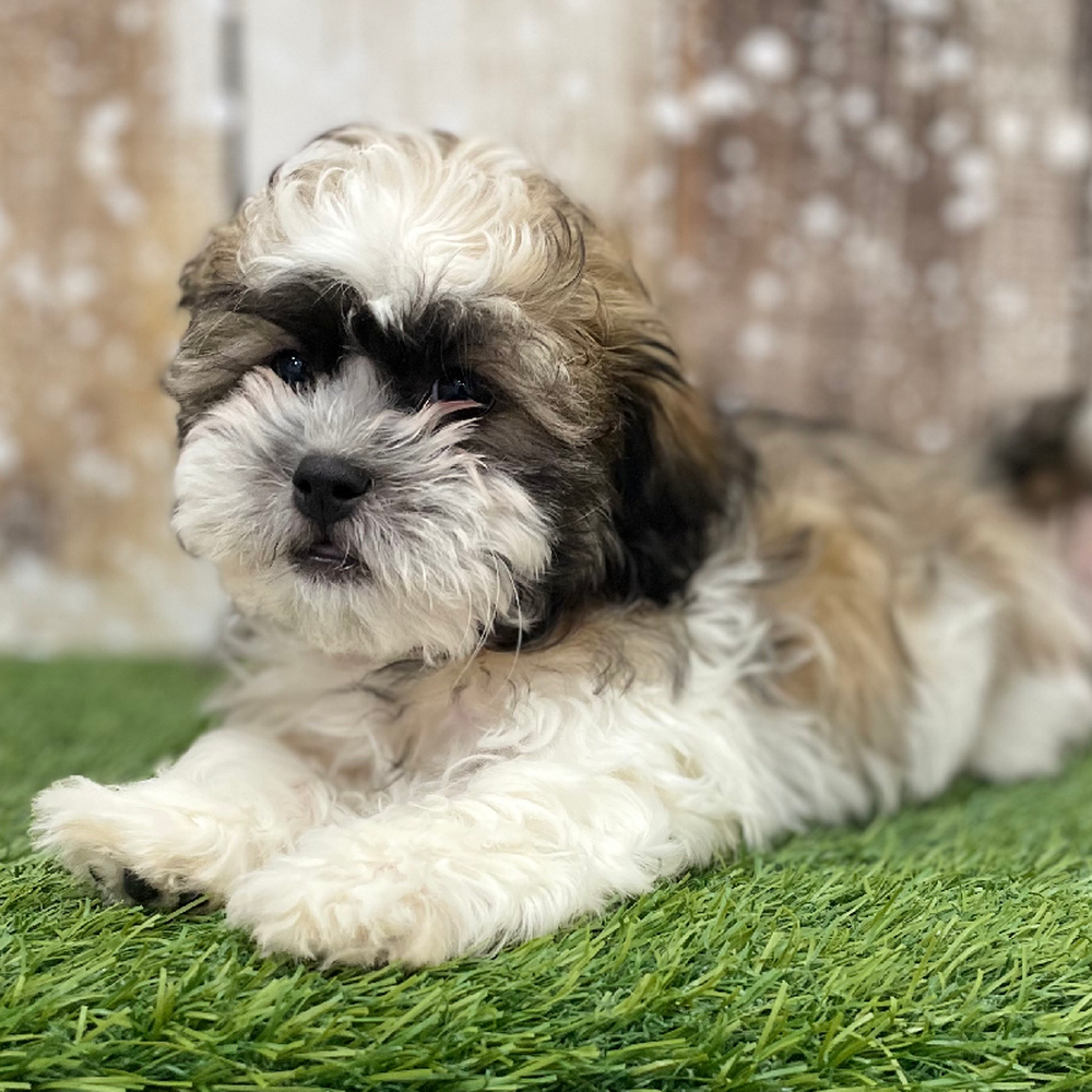 Male Teddy Bear (Zuchon) 2nd Gen Puppy for Sale in Braintree, MA