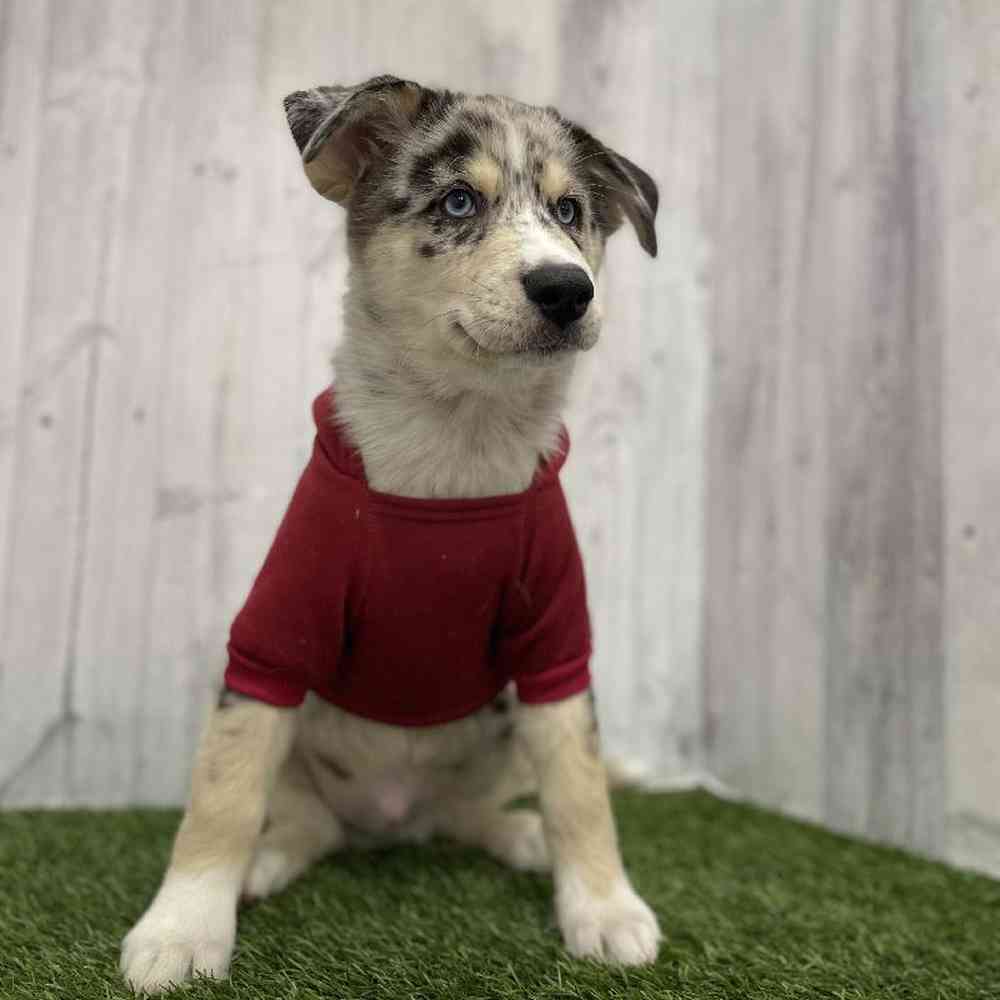 Male Australian Husky Puppy for Sale in Braintree, MA