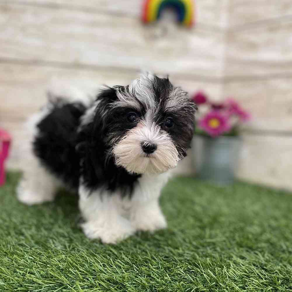Female Havamalt Puppy for Sale in Braintree, MA