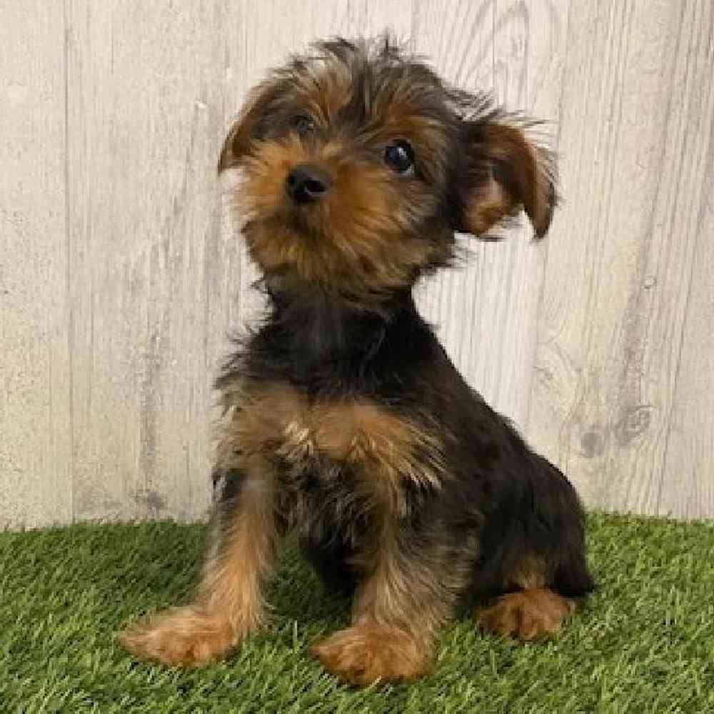 Male Yorkshire Terrier Puppy for sale