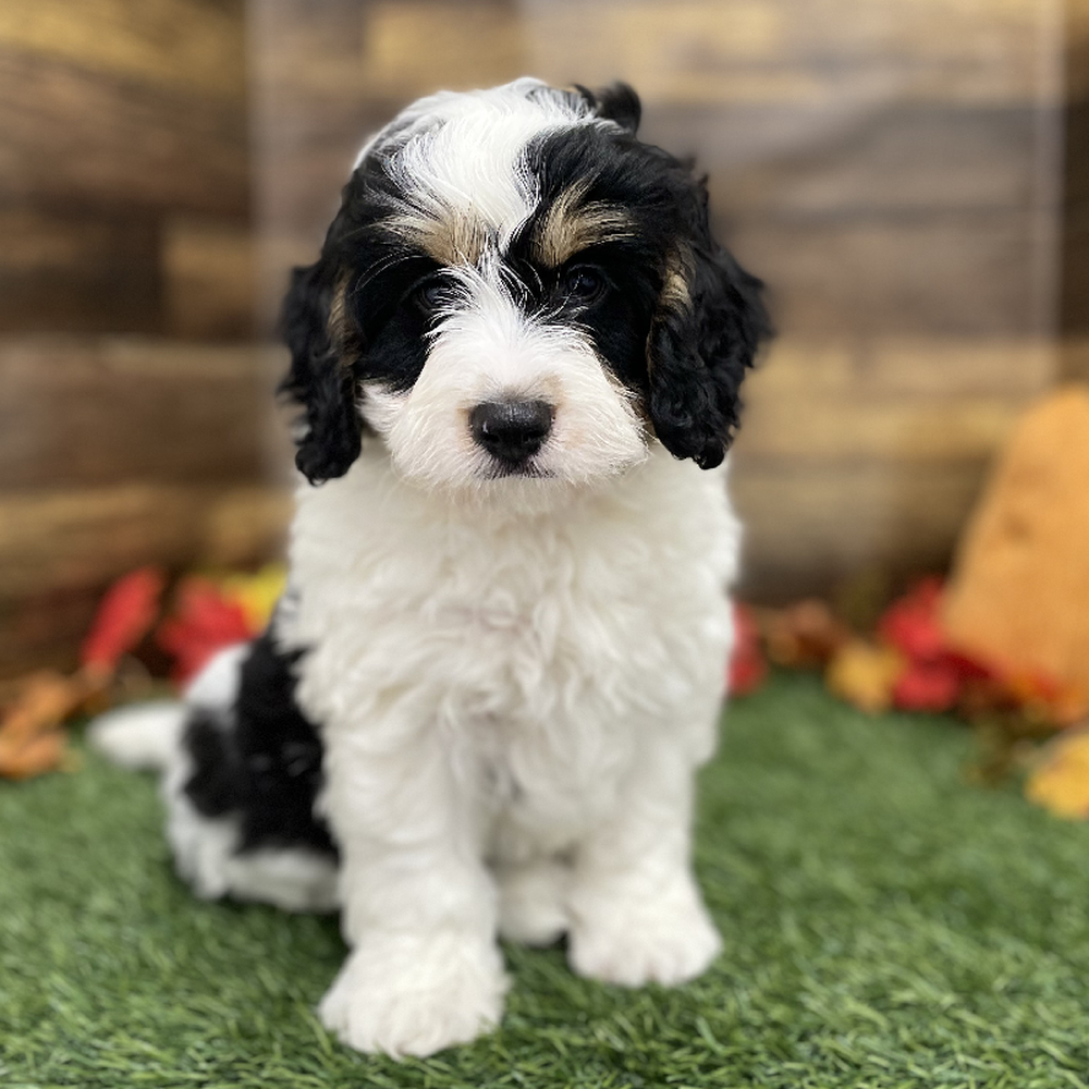 Male Mini Bernedoodle 2nd Gen Puppy for Sale in Braintree, MA
