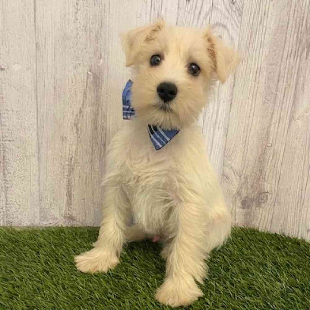 Male Miniature Schnauzer Puppy for sale