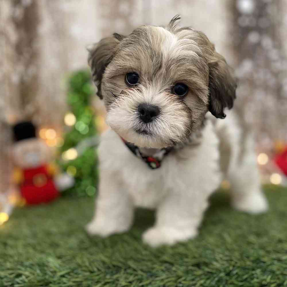 Male Teddy Bear (Zuchon) Puppy for Sale in Braintree, MA