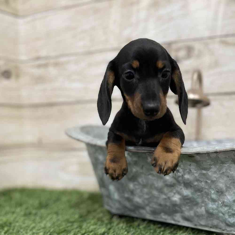 Female Dachshund Puppy for Sale in Braintree, MA