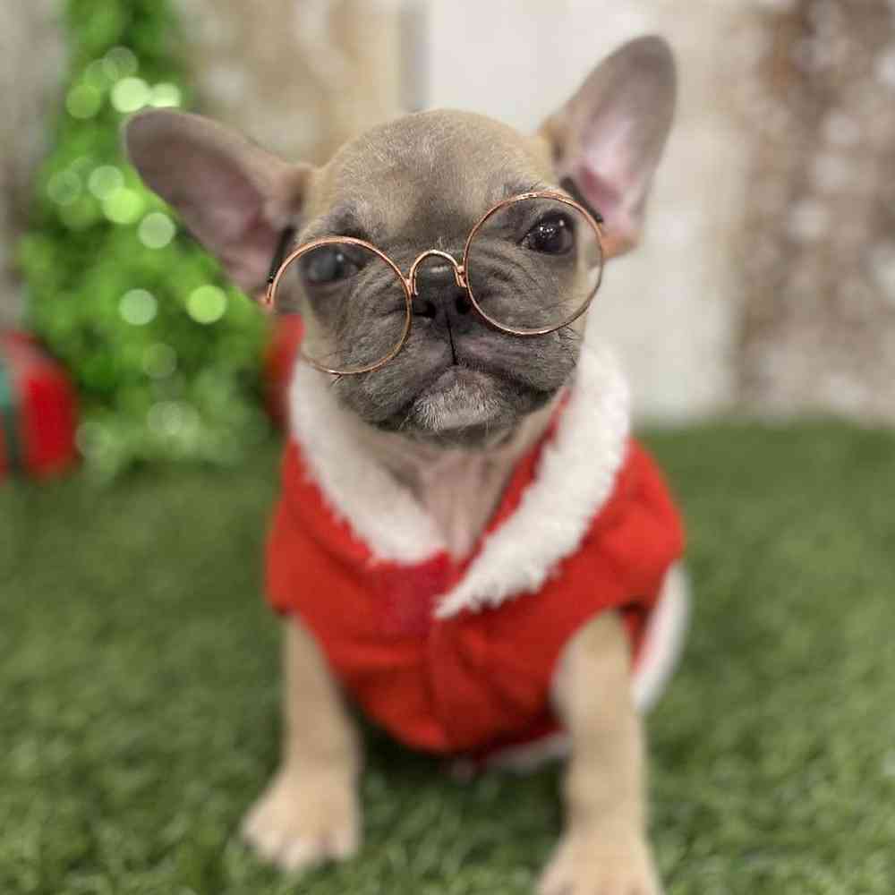 Female French Bulldog Puppy for Sale in Braintree, MA