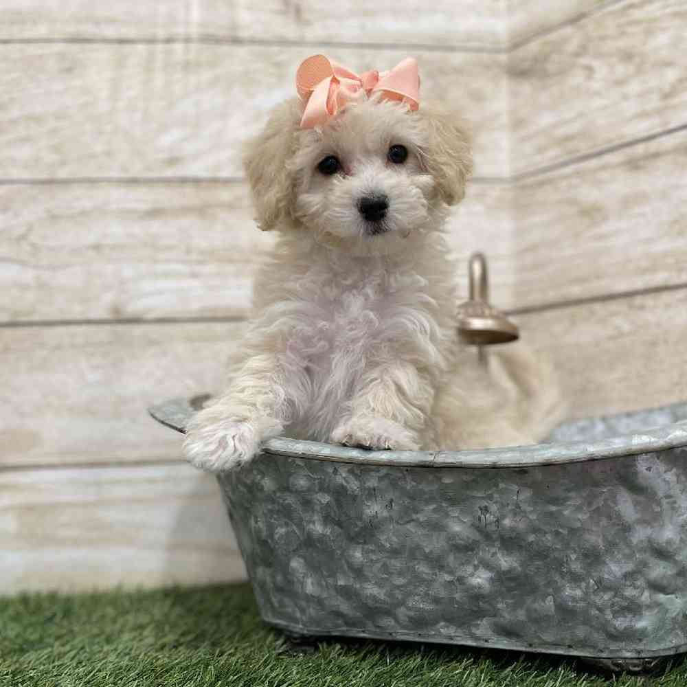 Female Cavachon Puppy for Sale in Braintree, MA