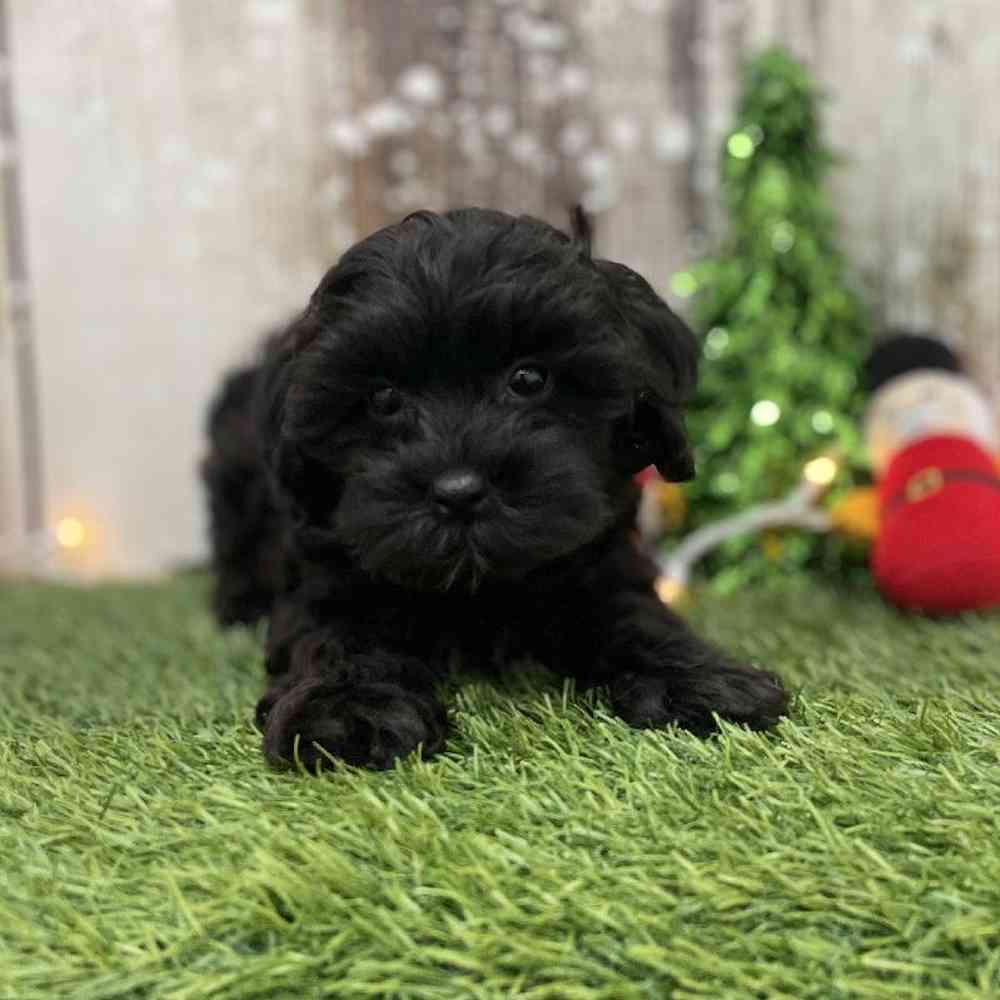 Male Shih-Poo Puppy for Sale in Braintree, MA