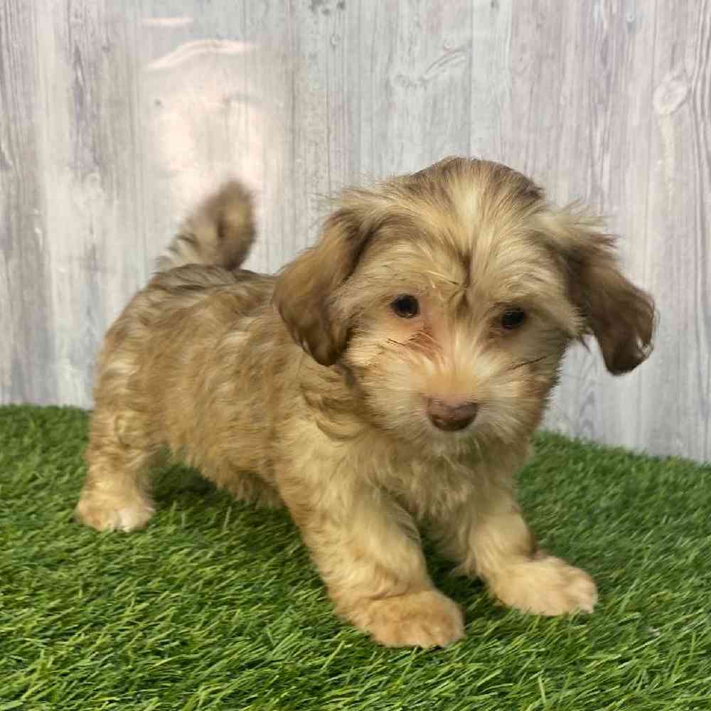 Female Havanese Puppy for Sale in Saugus, MA