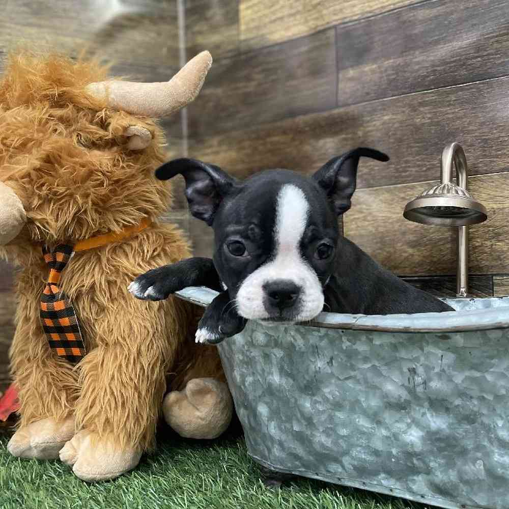 Female Boston Terrier Puppy for Sale in Braintree, MA
