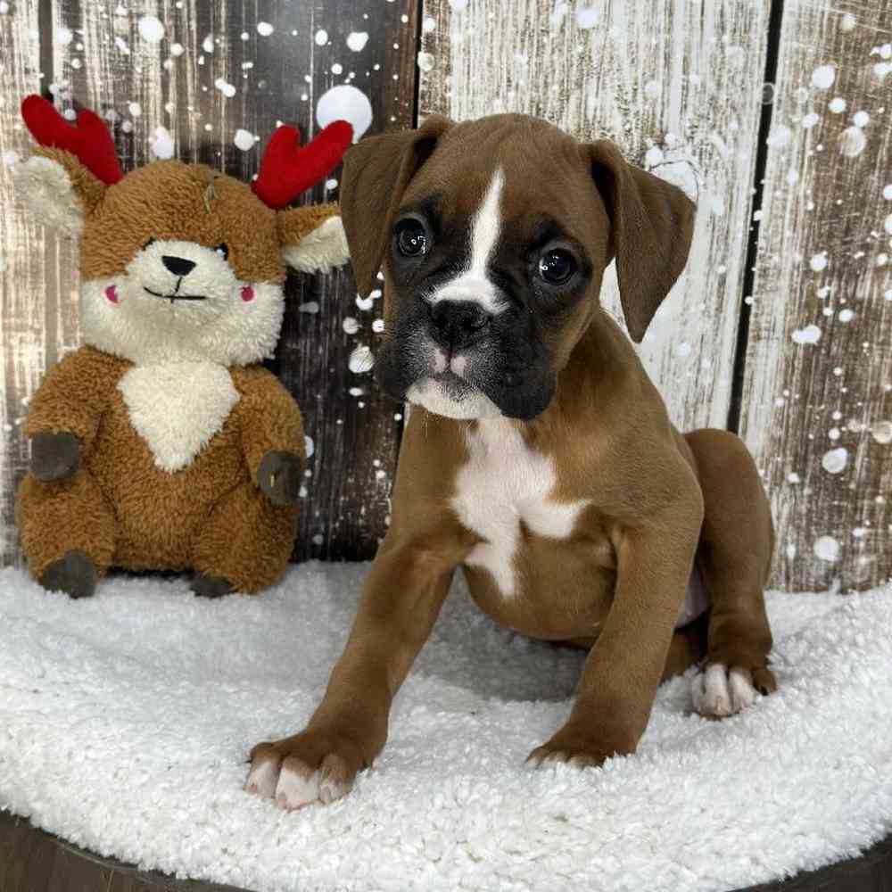 Female Boxer Puppy for Sale in Saugus, MA