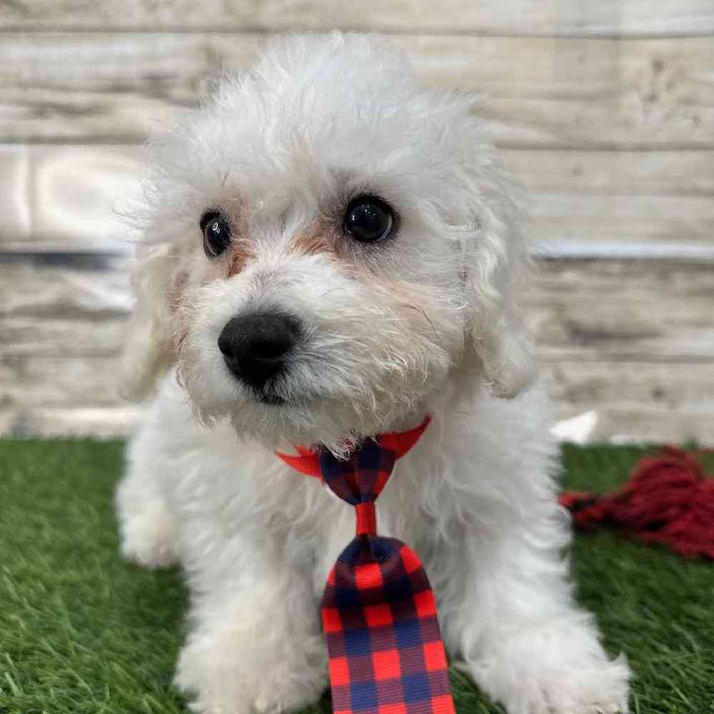 Male Bichon Frise Puppy for Sale in Saugus, MA