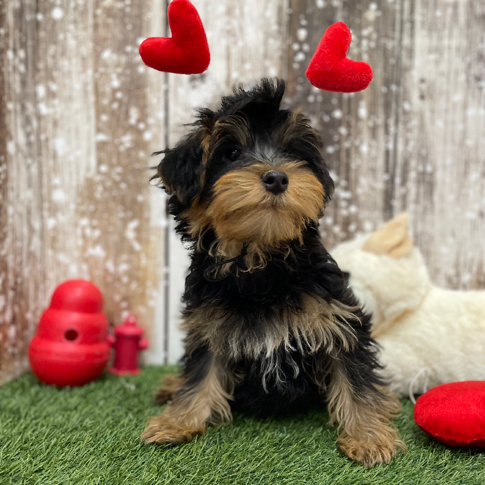 Male Yorkshire Terrier Puppy for Sale in Braintree, MA