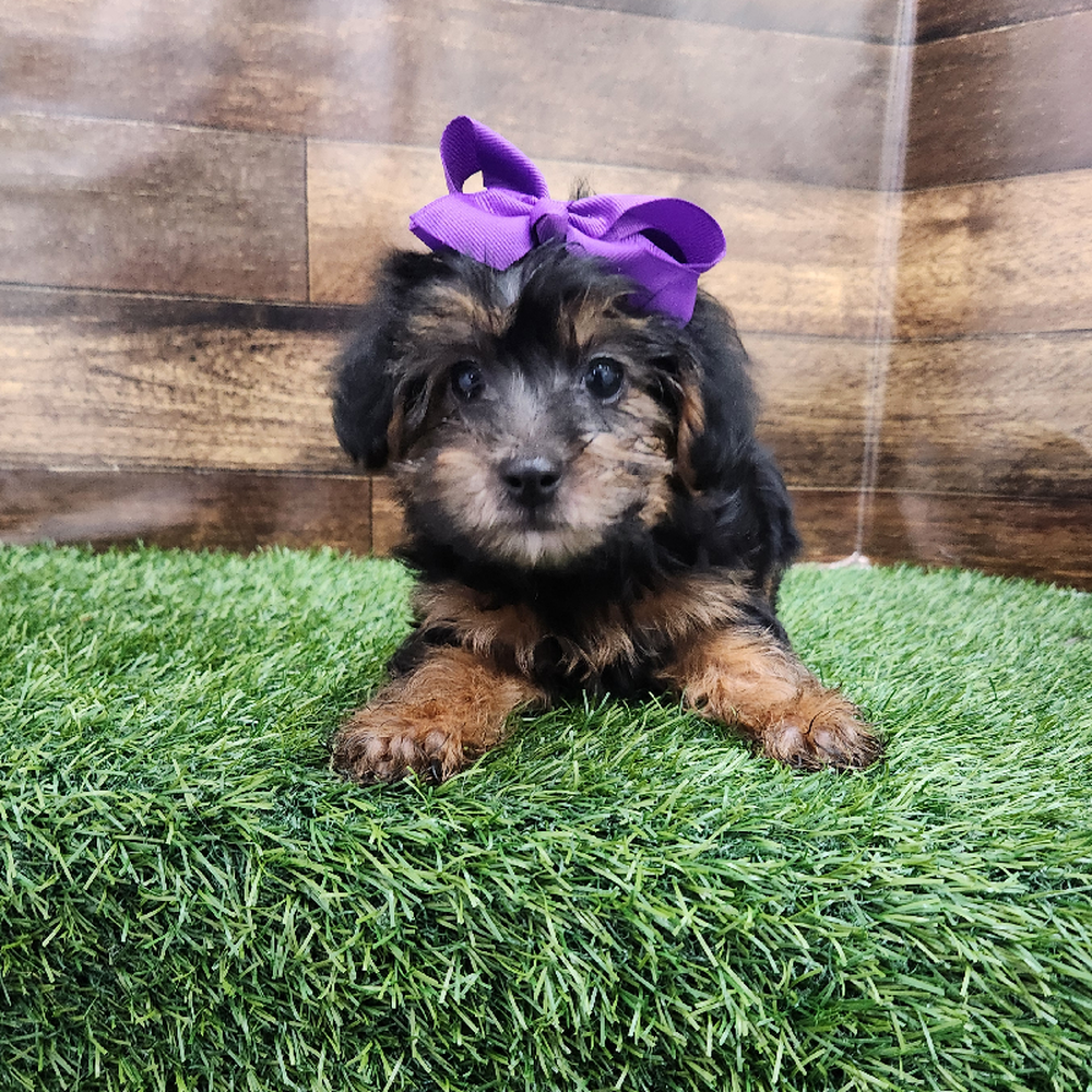 Female Yorkie-Poo Puppy for Sale in Braintree, MA