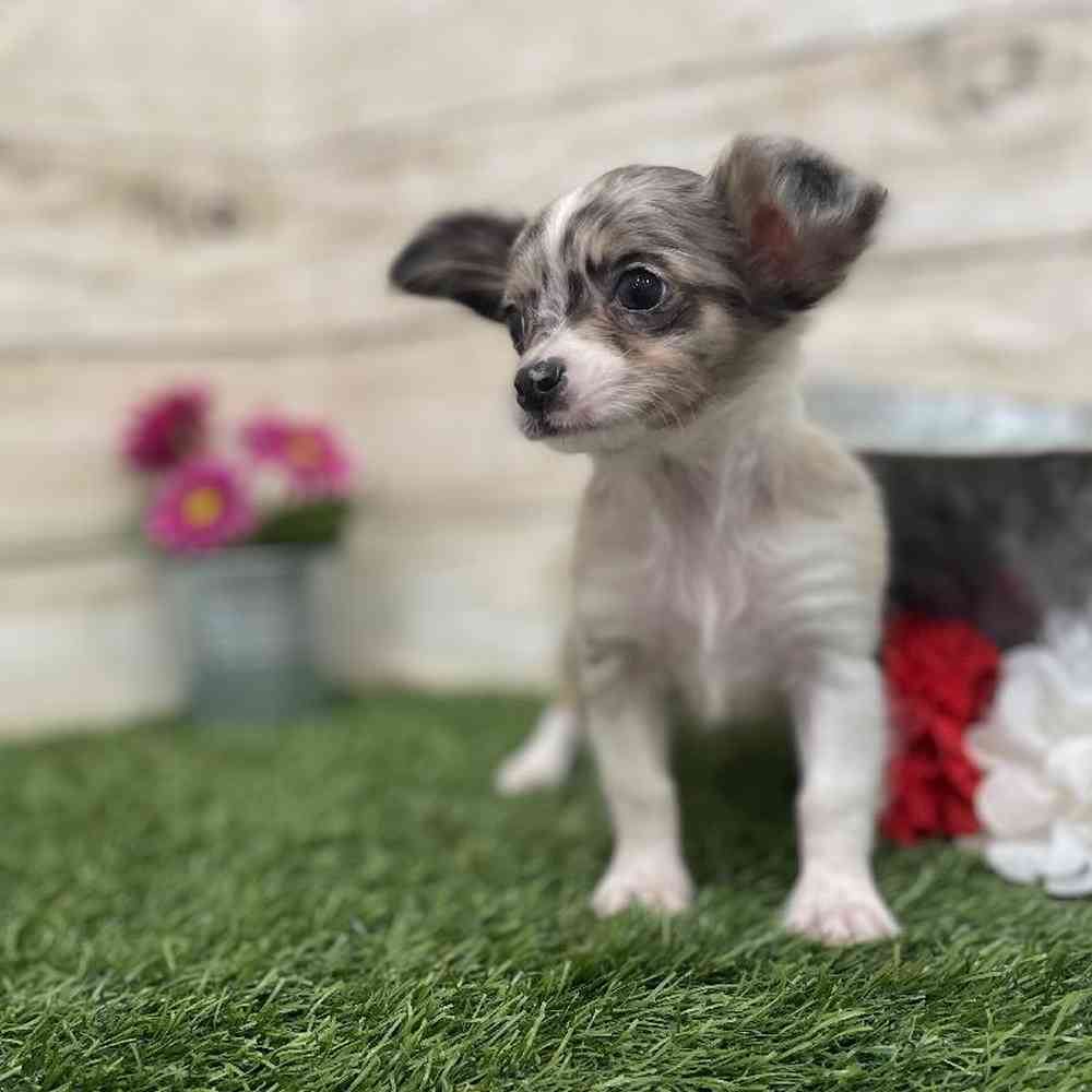 Male Chihuahua Puppy for Sale in Braintree, MA