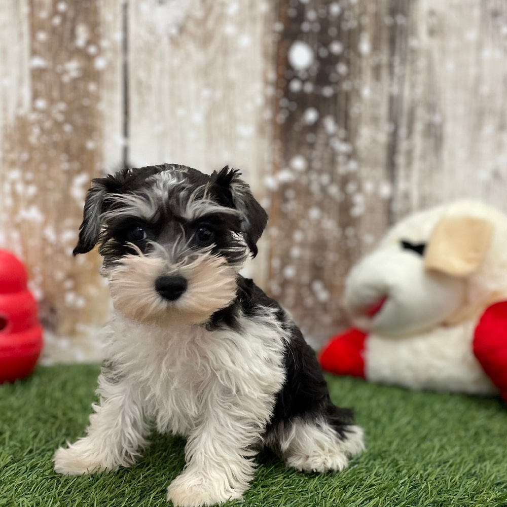 Male Miniature Schnauzer Puppy for Sale in Braintree, MA