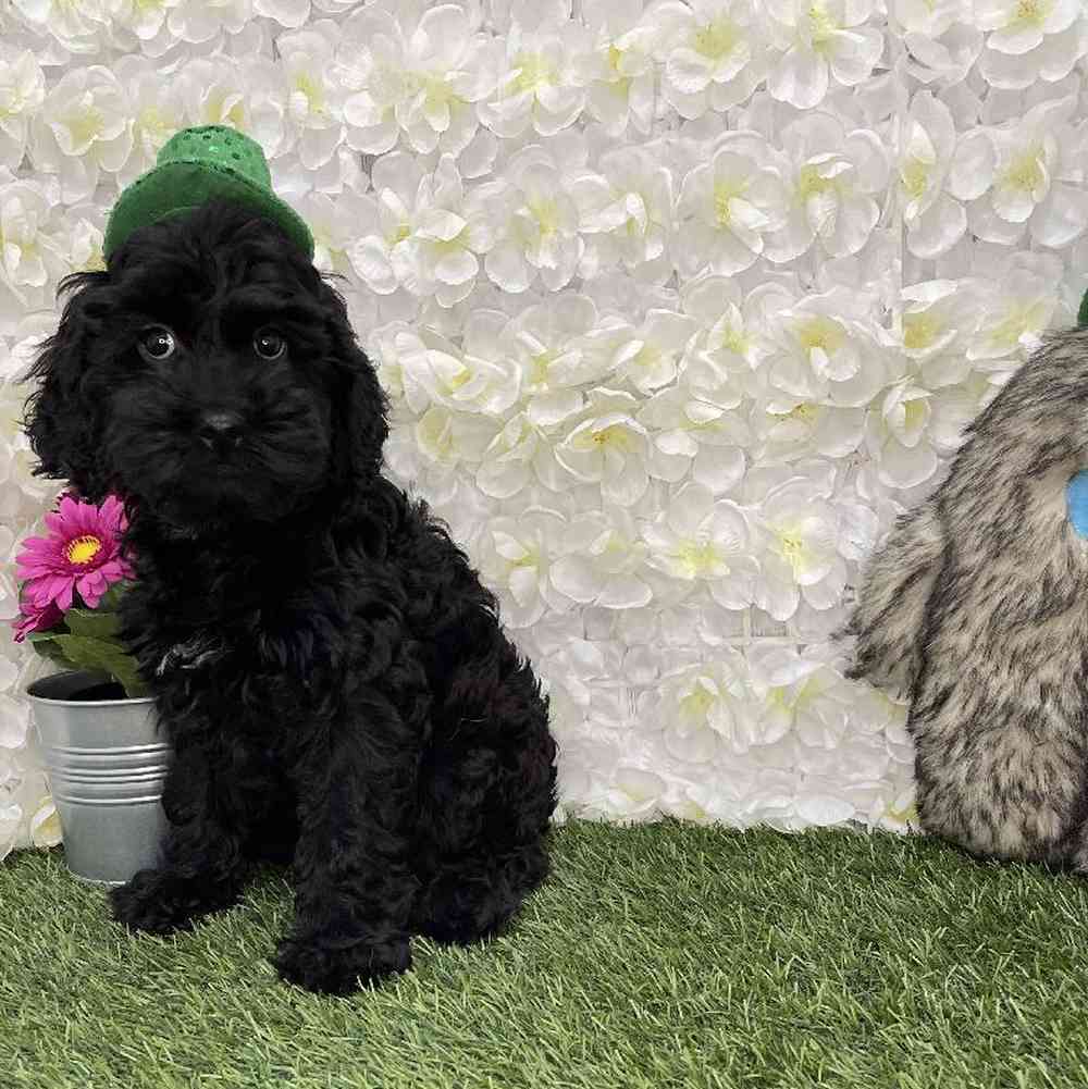 Female Cockapoo Puppy for Sale in Braintree, MA