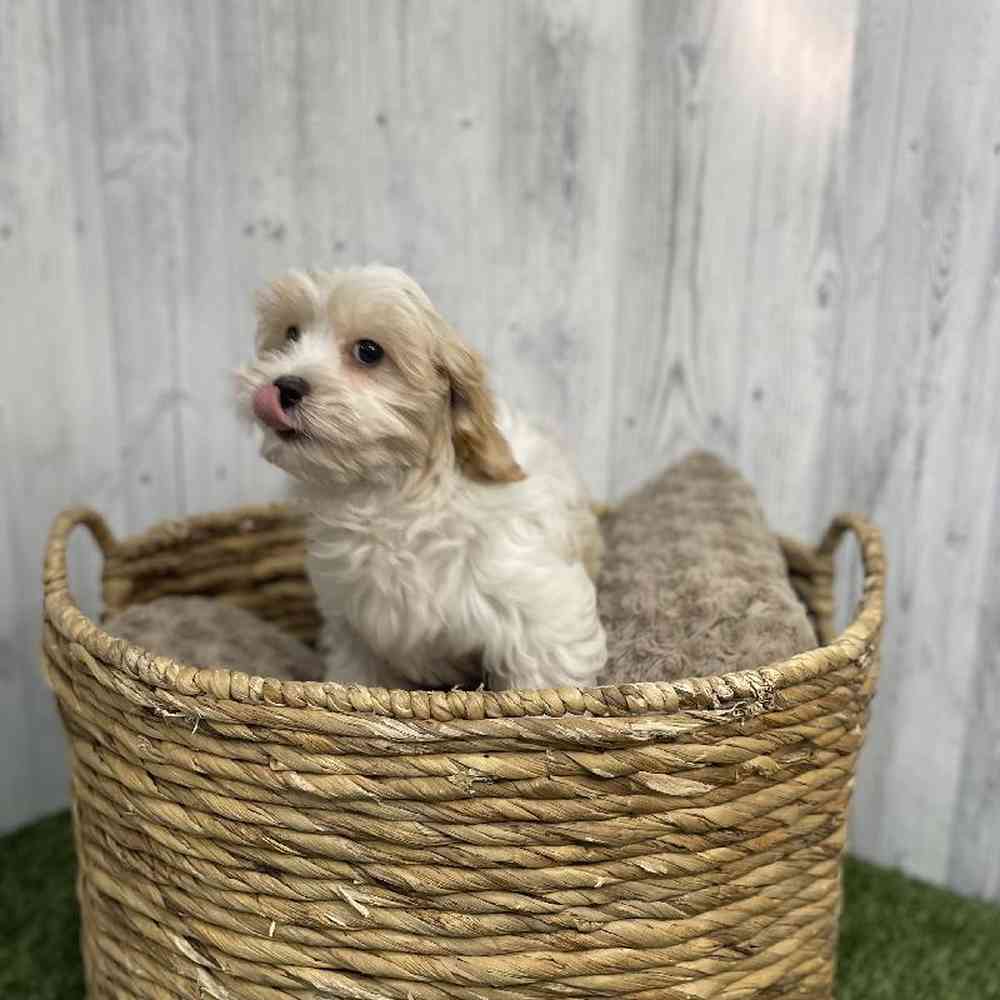 Female Cavamalt Puppy for sale