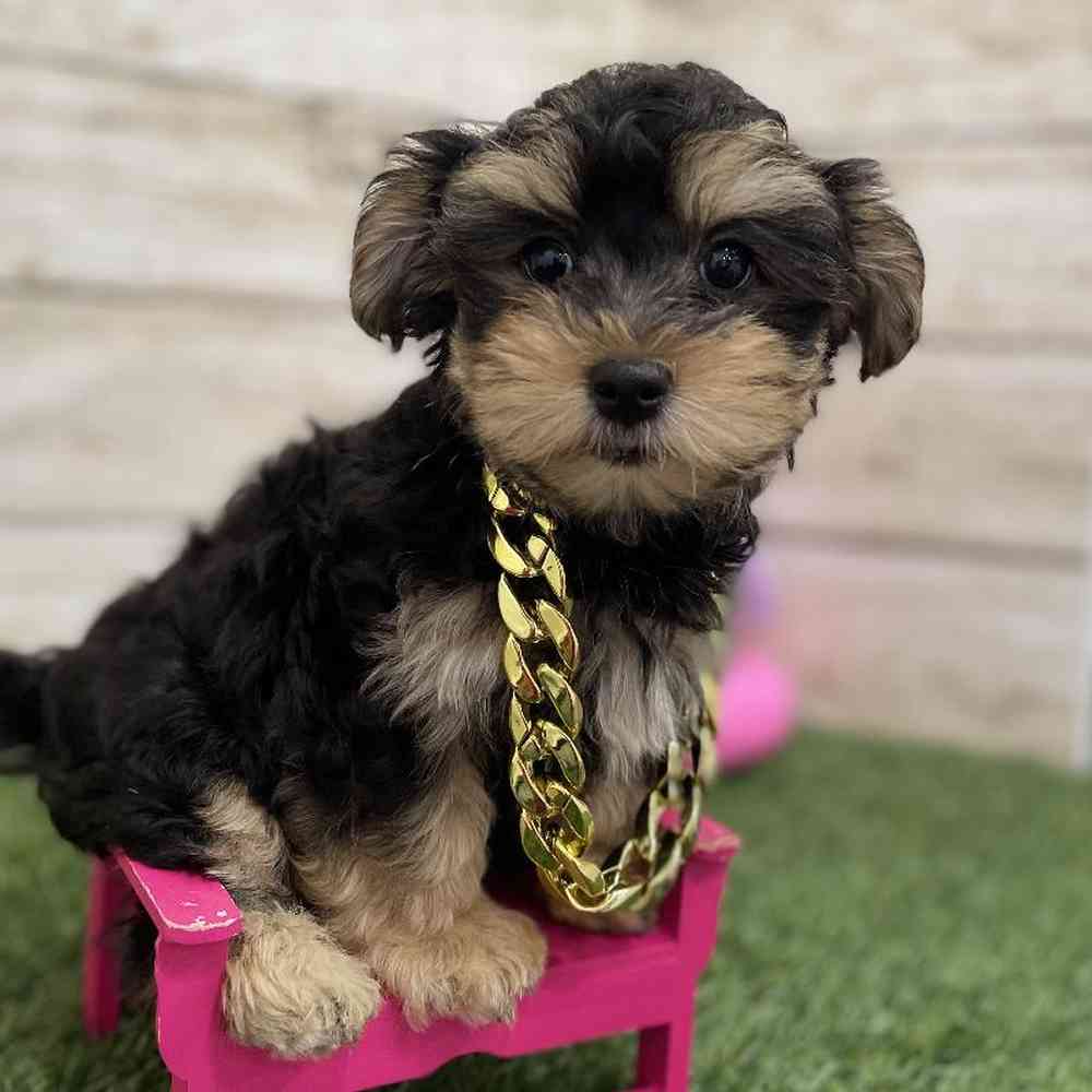 Male Morkie Puppy for Sale in Braintree, MA