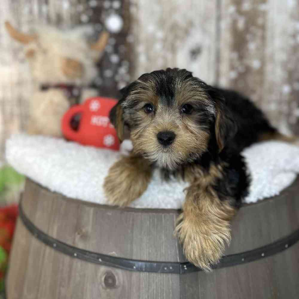Male Yorkshire Terrier Puppy for Sale in Saugus, MA
