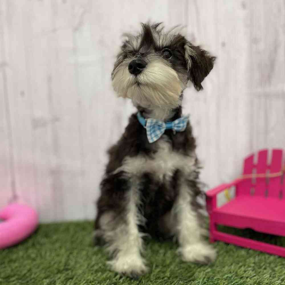 Male Miniature Schnauzer Puppy for Sale in Braintree, MA