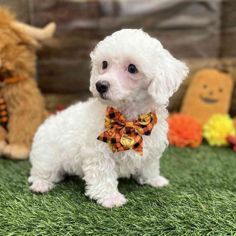 Male Poodle Toy Puppy for Sale in Braintree, MA