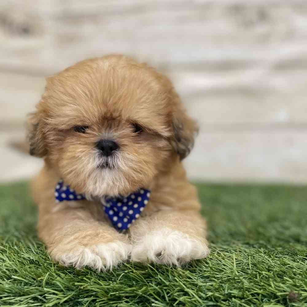 Male Shih Tzu Puppy for Sale in Braintree, MA