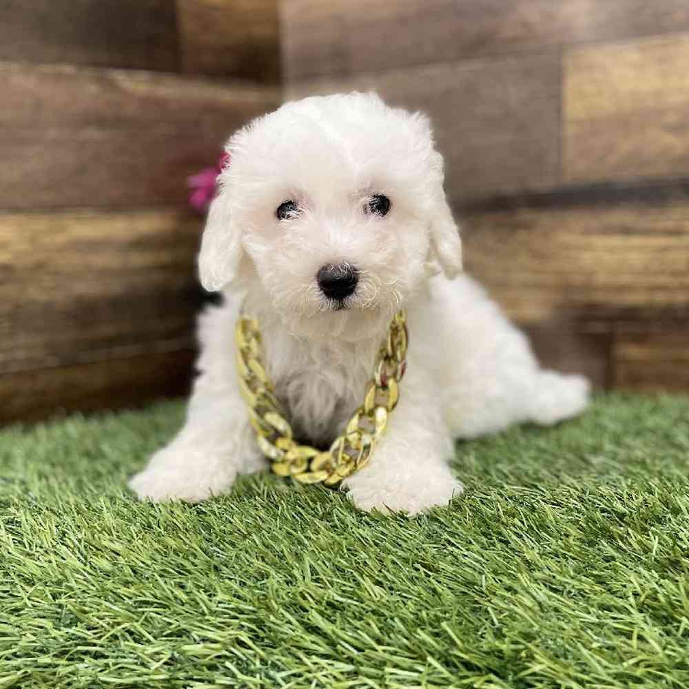 Male Bichon Frise Puppy for Sale in Braintree, MA