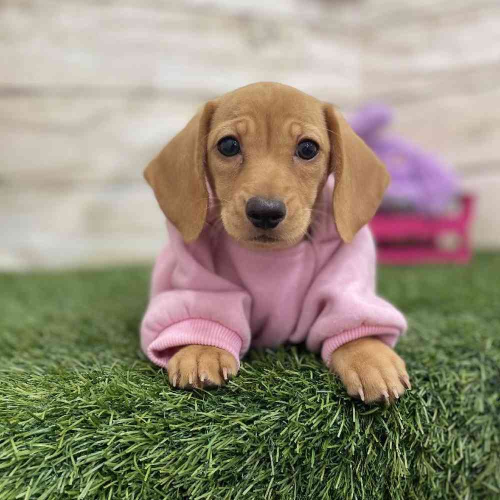 Female Dachshund Puppy for Sale in Braintree, MA