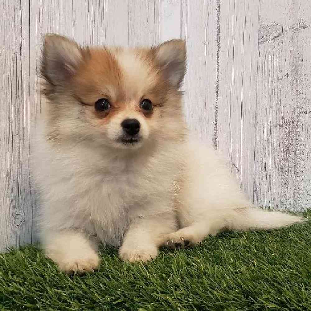 Female Pomeranian Puppy for sale