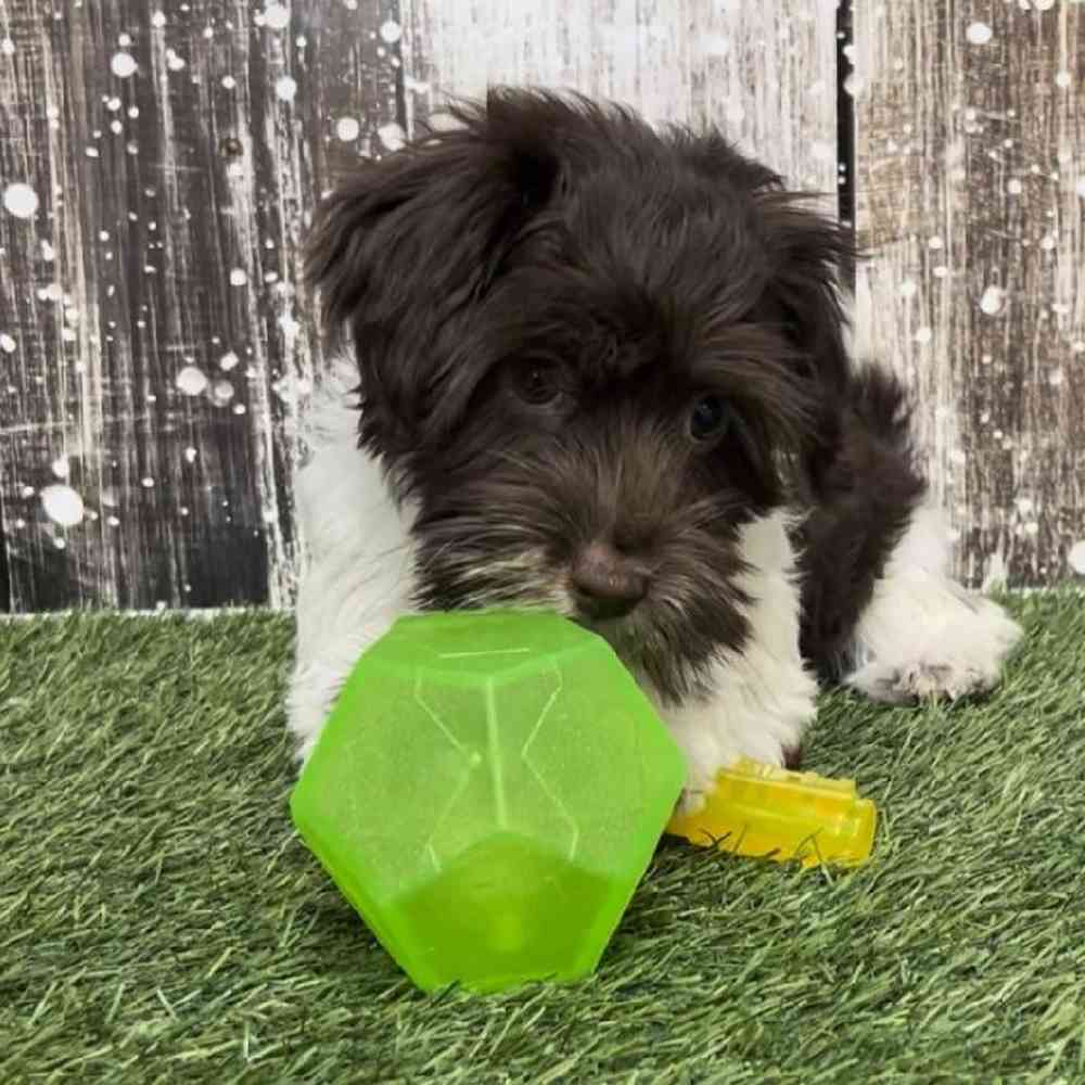 Female Havanese Puppy for Sale in Saugus, MA
