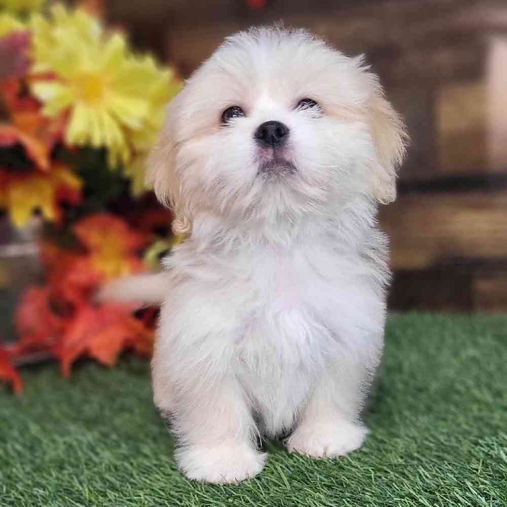 Male Lhasa Apso Puppy for Sale in Saugus, MA