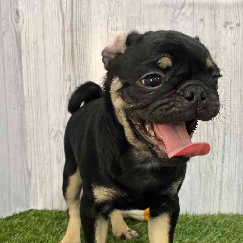 Male Pug Puppy for Sale in Saugus, MA