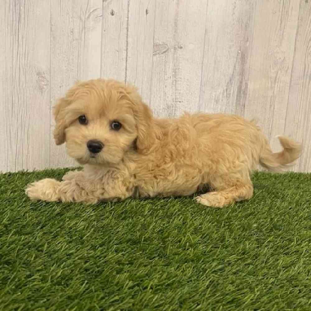 Male CockaChon Puppy for sale