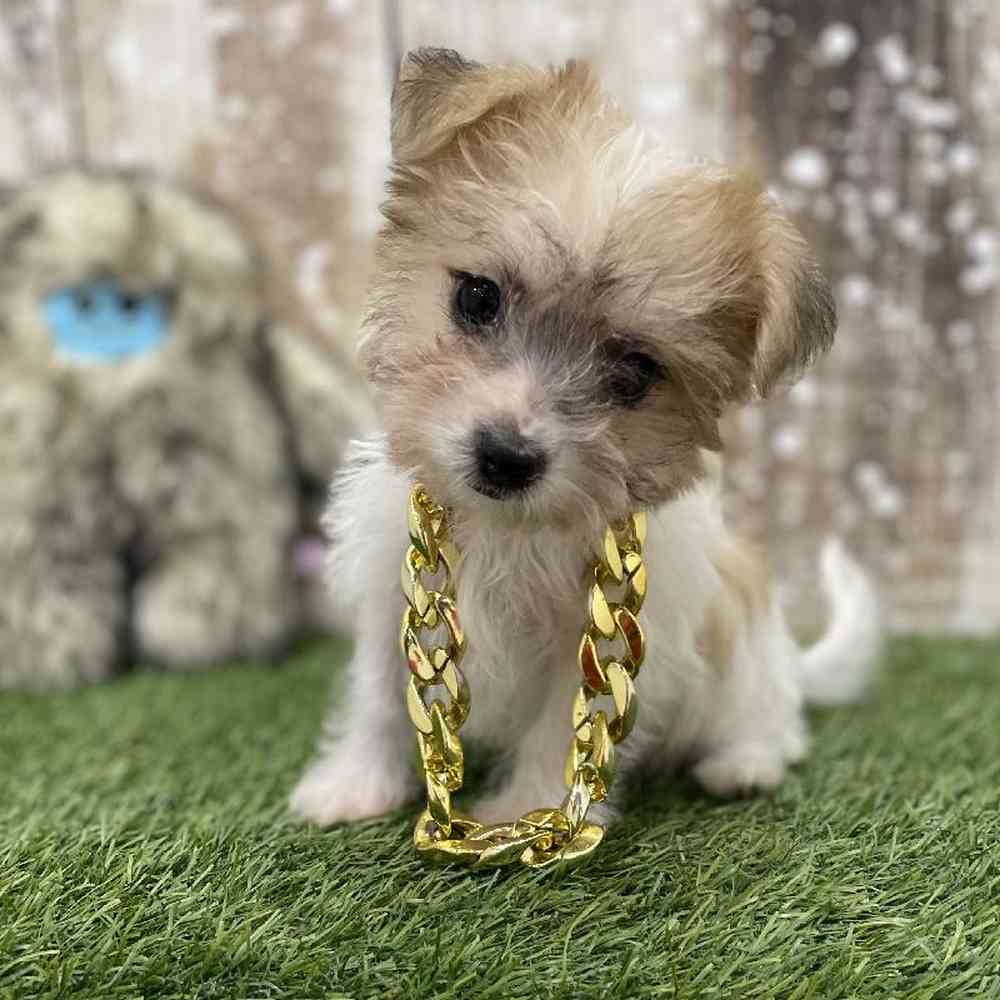 Male Yochon Puppy for Sale in Braintree, MA