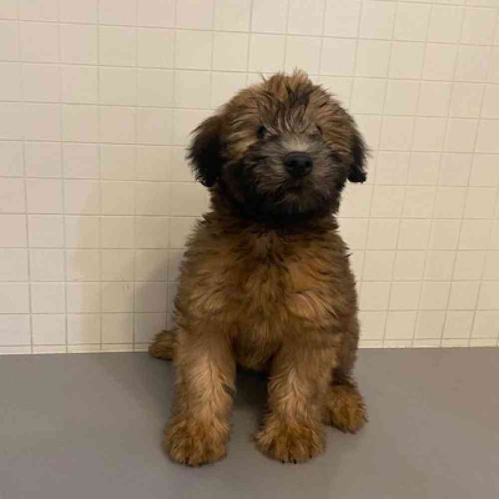 Male Soft Coated Wheaten Terrier Puppy for sale