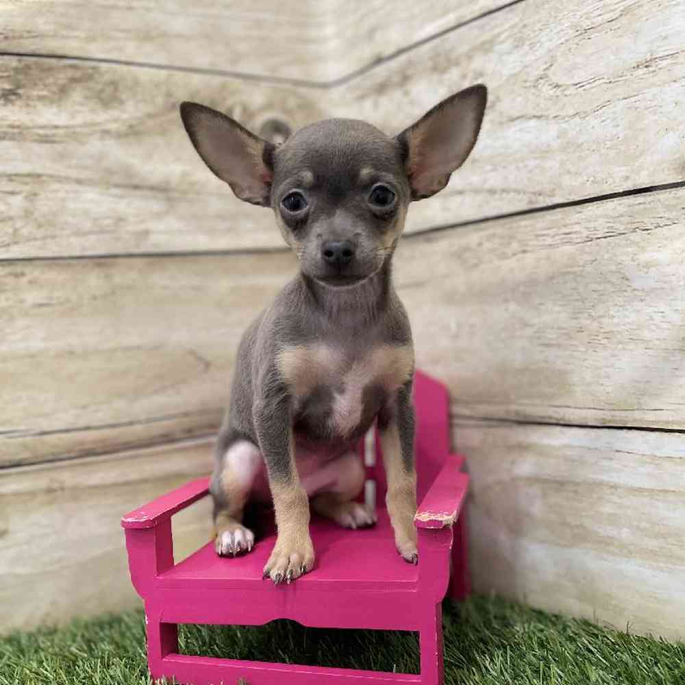 Female Chihuahua Puppy for Sale in Braintree, MA