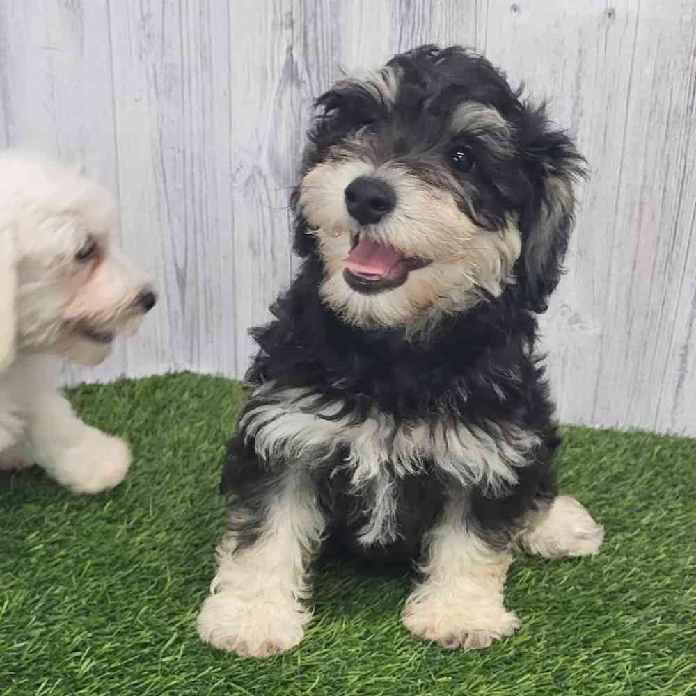 Male Chonzer (Bichon/Min Schnauzer) Puppy for Sale in Saugus, MA