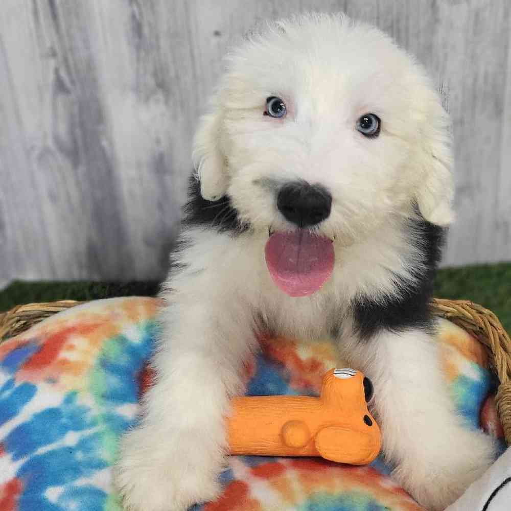Male Old English Sheepdog Puppy for Sale in Saugus, MA